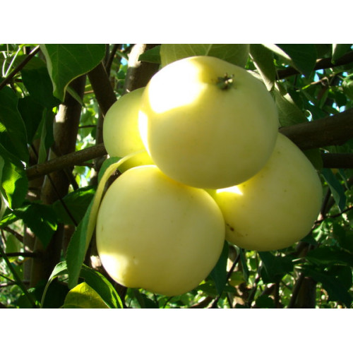 яблоня Белый налив яблоня Белый налив