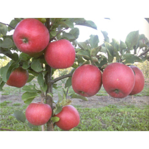 яблоня Чемпион Рено яблоня Чемпион Рено