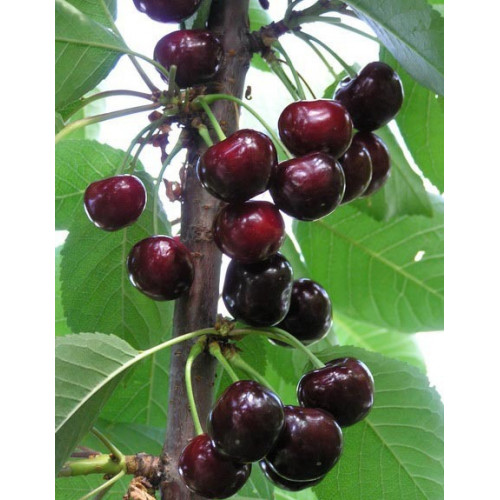 Вишня Чернокорка ЛИДЕР ПРОДАЖ ! Вишня Чернокорка ЛИДЕР ПРОДАЖ !