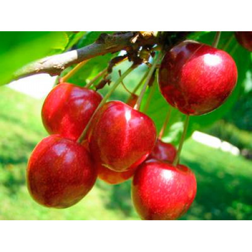 черешня Дончанка черешня Дончанка