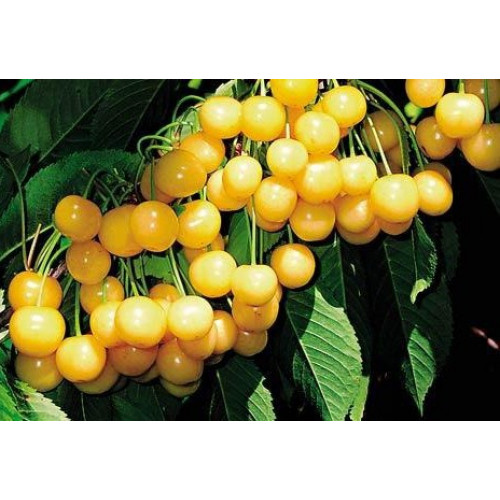 черешня Дрогана желтая черешня Дрогана желтая