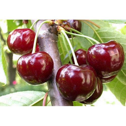 черешня Джерело ЛИДЕР ПРОДАЖ ! черешня Джерело ЛИДЕР ПРОДАЖ !