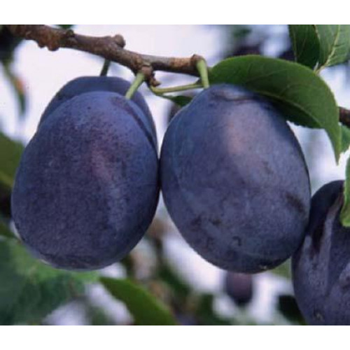 Слива Эмпресс ЛИДЕР ПРОДАЖ ! Слива Эмпресс ЛИДЕР ПРОДАЖ !