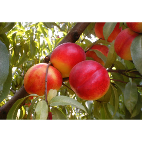 Нектарин Фантазия Нектарин Фантазия