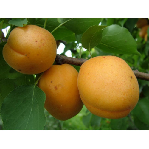 абрикос Голд Рич абрикос Голд Рич