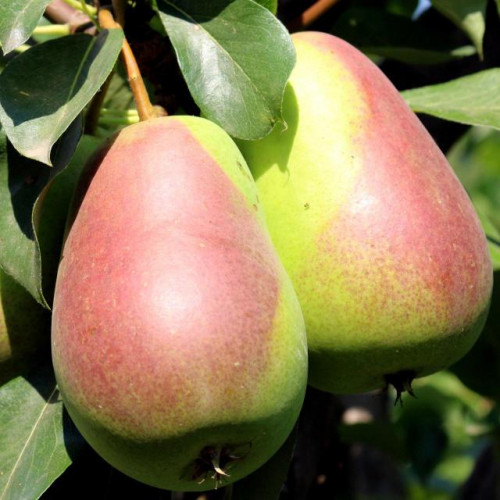 Груша Киргизская зимняя Груша Киргизская зимняя