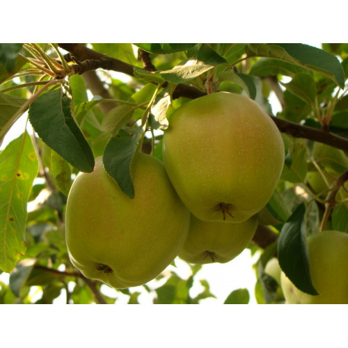 яблоня Кальвиль снежный ЛИДЕР ПРОДАЖ ! яблоня Кальвиль снежный ЛИДЕР ПРОДАЖ !