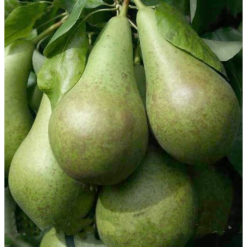 Груша Конференция ЛИДЕР ПРОДАЖ ! Груша Конференция ЛИДЕР ПРОДАЖ !