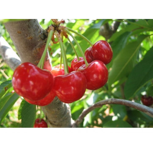 Вишня Малышка Вишня Малышка