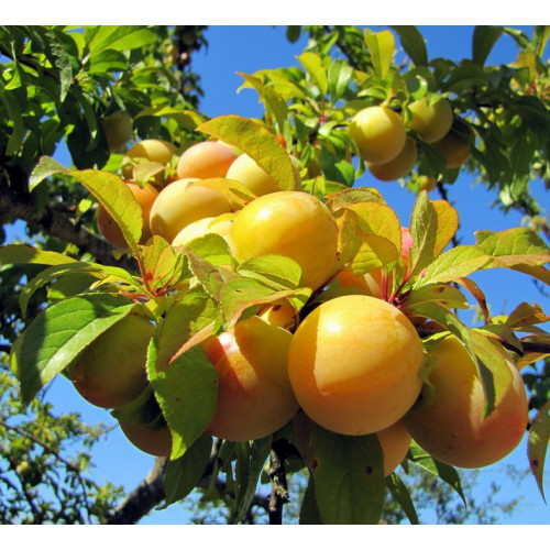 Слива Медовая желтая Слива Медовая желтая