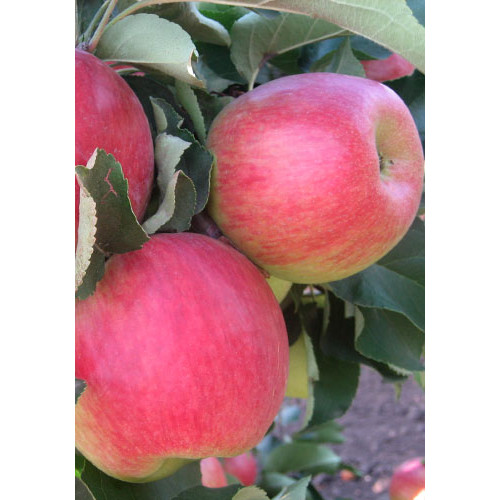 яблоня Мелба яблоня Мелба