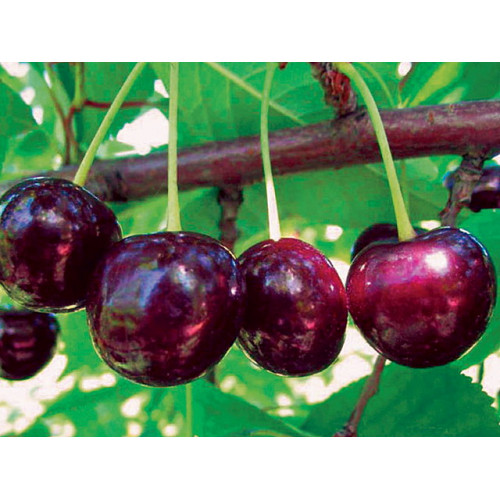 Вишня Ночка ЛИДЕР ПРОДАЖ ! Вишня Ночка ЛИДЕР ПРОДАЖ !