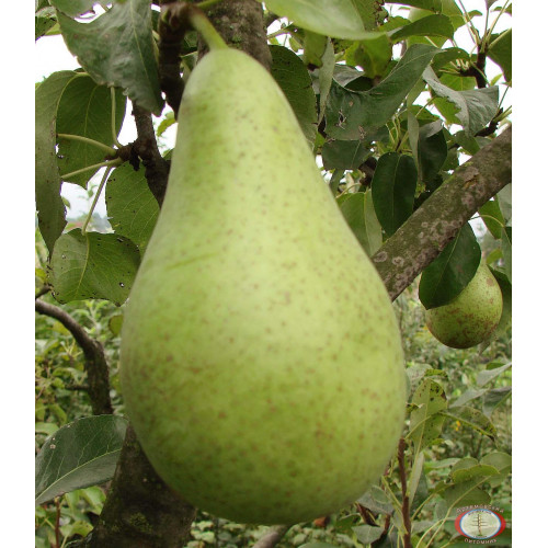 Груша Ноябрьская Груша Ноябрьская