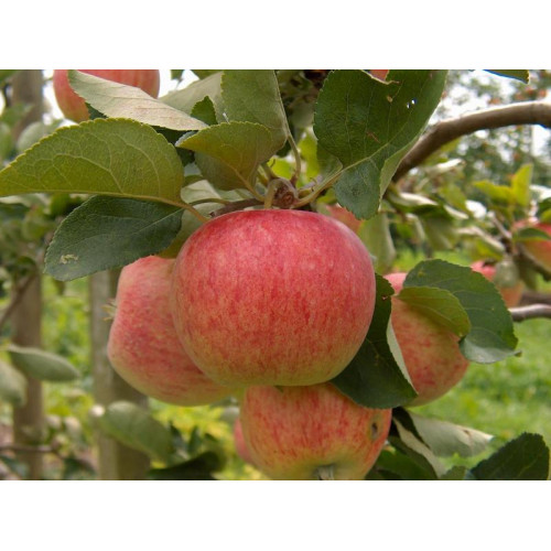 яблоня Пирос яблоня Пирос