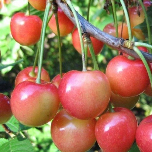 черешня Приусадебная черешня Приусадебная