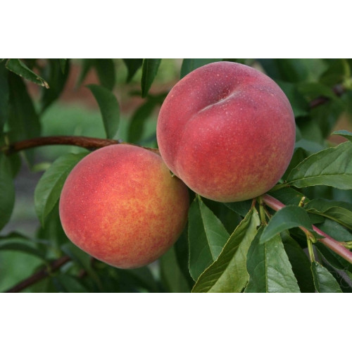 Персик Рэдхэвен Персик Рэдхэвен