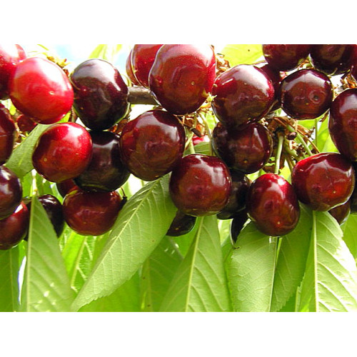 черешня Регина черешня Регина