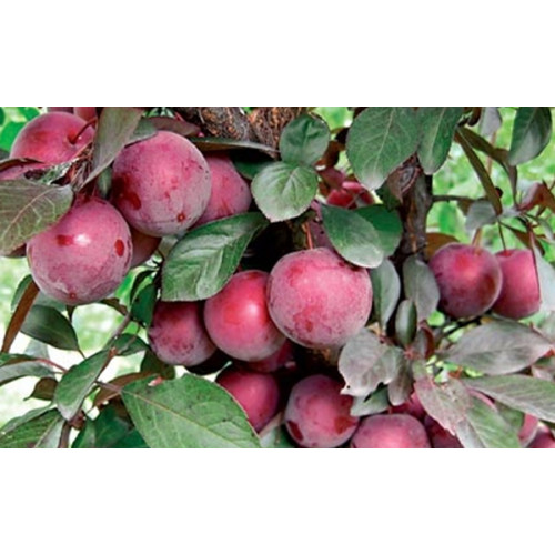 слива Ренклод Альтана слива Ренклод Альтана