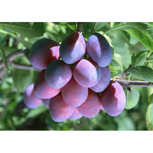 Слива Ренклод Карбышева ЛИДЕР ПРОДАЖ ! Слива Ренклод Карбышева ЛИДЕР ПРОДАЖ !