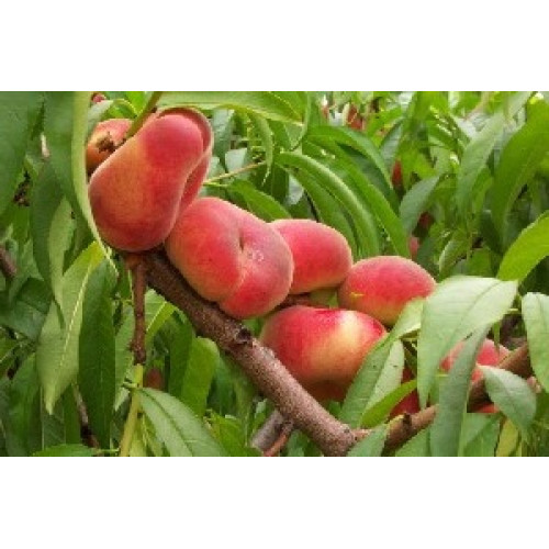 Персик Сатурн ЛИДЕР ПРОДАЖ ! Персик Сатурн ЛИДЕР ПРОДАЖ !