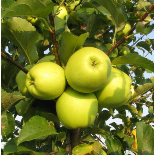 яблоня Ренет Симиренко ЛИДЕР ПРОДАЖ ! яблоня Ренет Симиренко ЛИДЕР ПРОДАЖ !