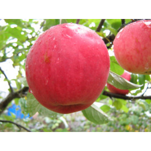 яблоня Слава Победителям яблоня Слава Победителям