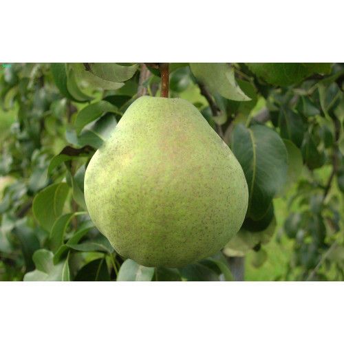 Груша Николай Крюгер ЛИДЕР ПРОДАЖ ! Груша Николай Крюгер ЛИДЕР ПРОДАЖ !