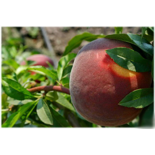 персик Вайн Голд персик Вайн Голд