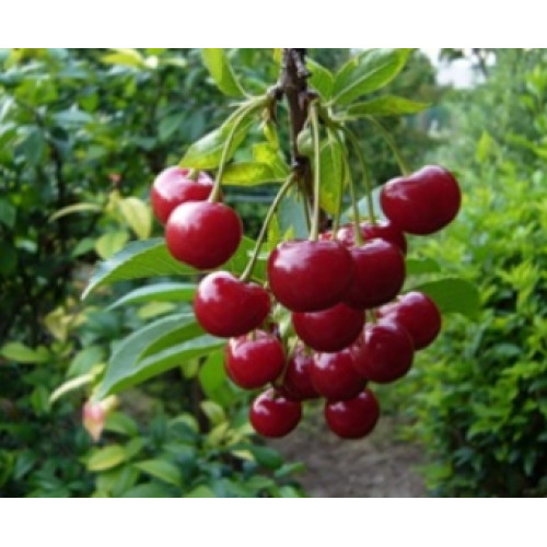 Вишня Встреча Вишня Встреча