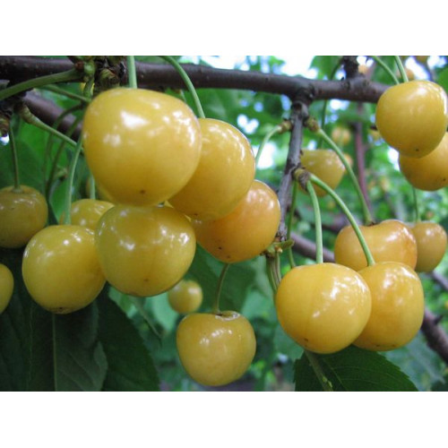 черешня Желточек ЛИДЕР ПРОДАЖ ! черешня Желточек ЛИДЕР ПРОДАЖ !