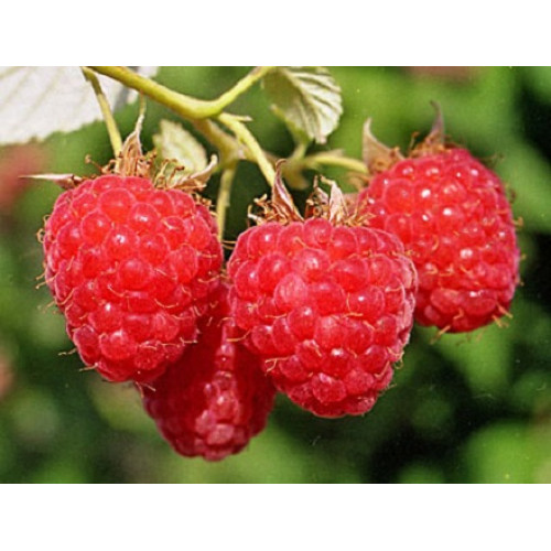 Малина Глен ампл Малина Глен ампл