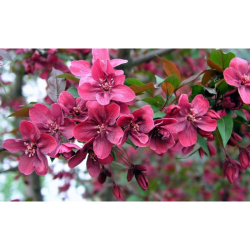 Декоративная яблоня Хелена краснолистная Декоративная яблоня Хелена краснолистная