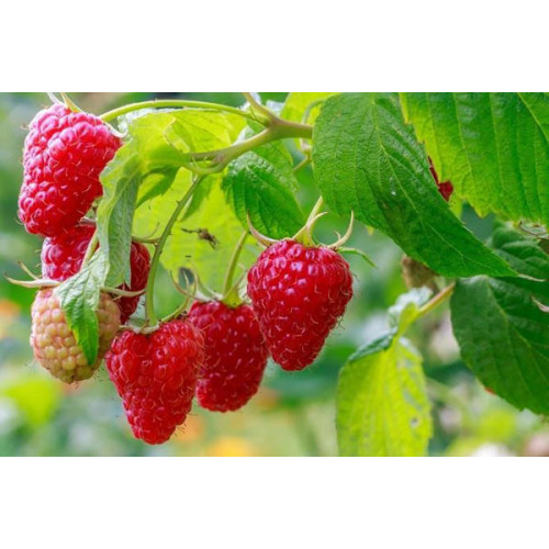 Малина Химбо Топ Малина Химбо Топ