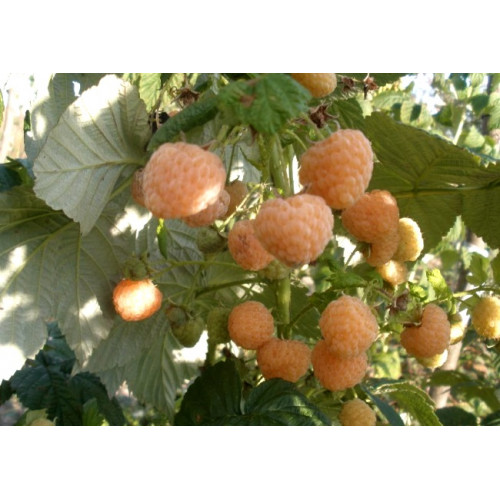 Малина Порана роса Малина Порана роса