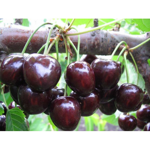 Черешня Стаккато ЛИДЕР ПРОДАЖ ! Черешня Стаккато ЛИДЕР ПРОДАЖ !
